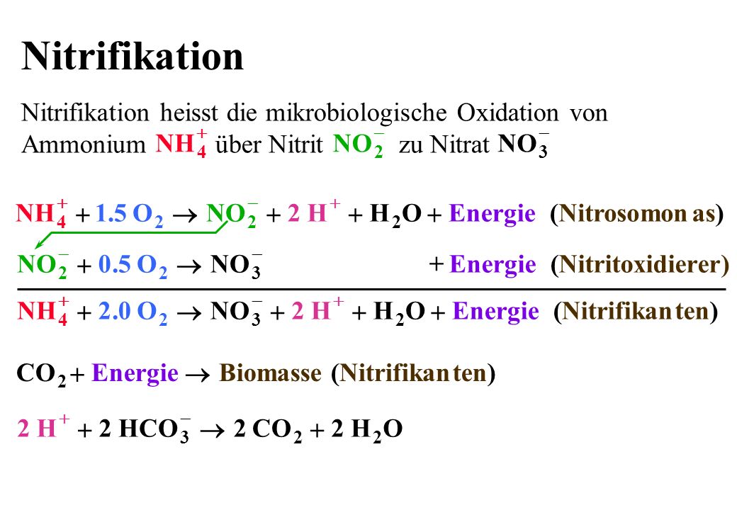 Nitrifikation Nitrifikation heisst die mikrobiologische Oxidation von