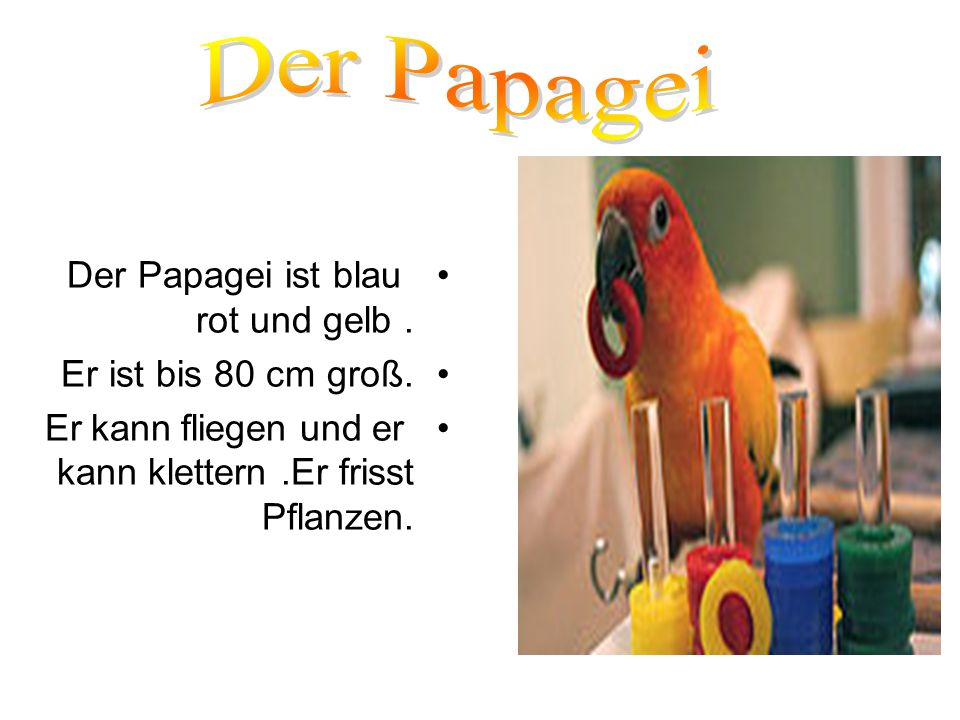 Der Papagei Der Papagei ist blau rot und gelb . Er ist bis 80 cm groß.