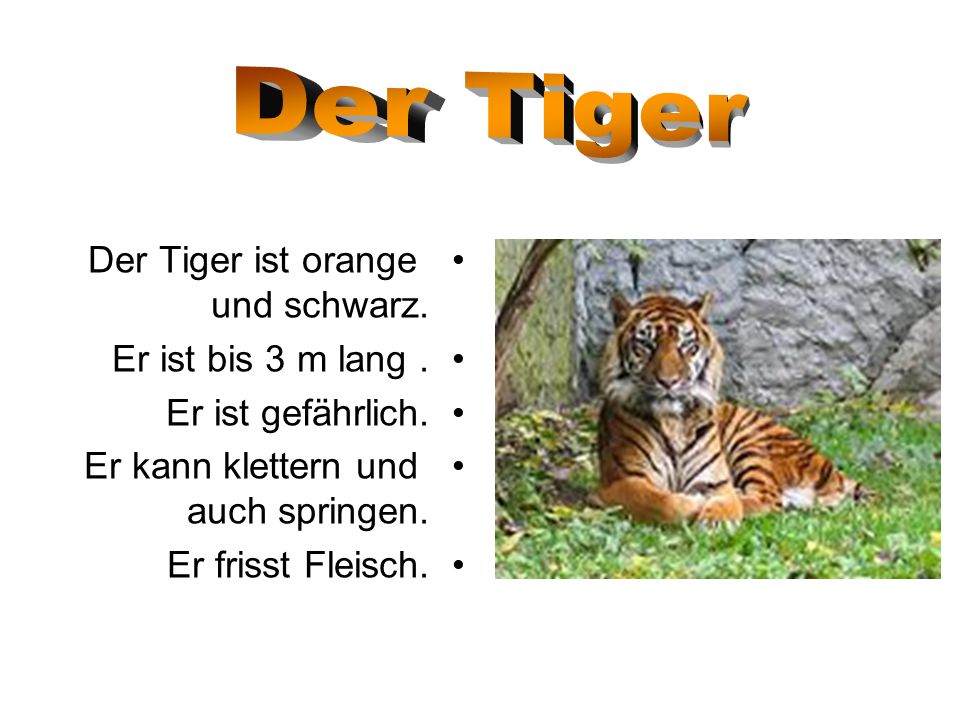 Der Tiger Der Tiger ist orange und schwarz. Er ist bis 3 m lang .