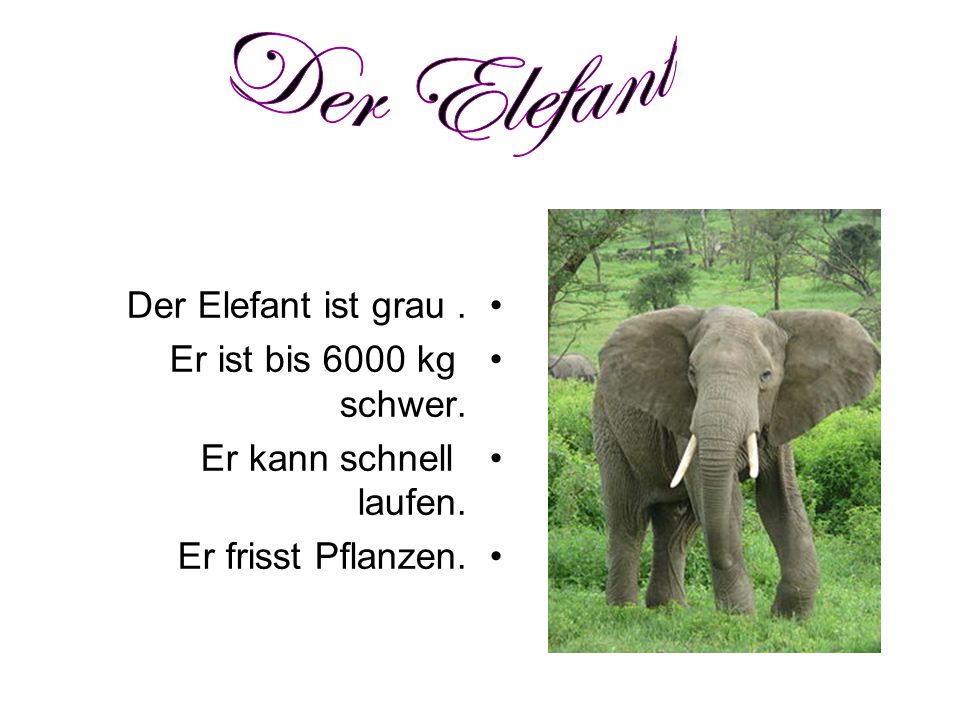 Der Elefant Der Elefant ist grau . Er ist bis 6000 kg schwer.