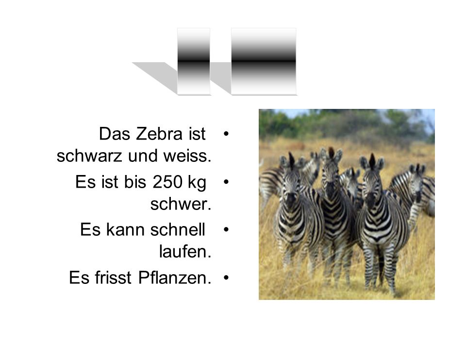 __ ____ Das Zebra ist schwarz und weiss. Es ist bis 250 kg schwer.