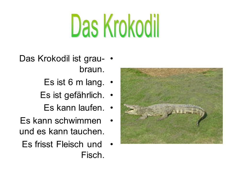 Das Krokodil Das Krokodil ist grau-braun. Es ist 6 m lang.