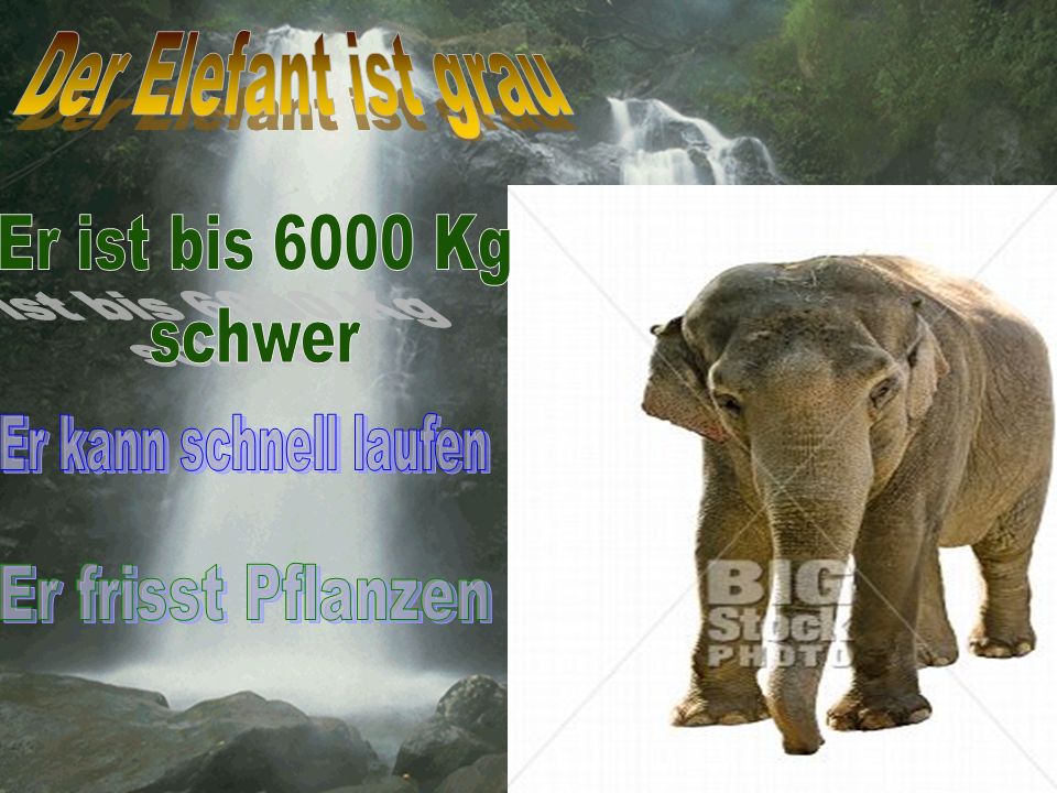 Der Elefant ist grau Er ist bis 6000 Kg schwer Er kann schnell laufen