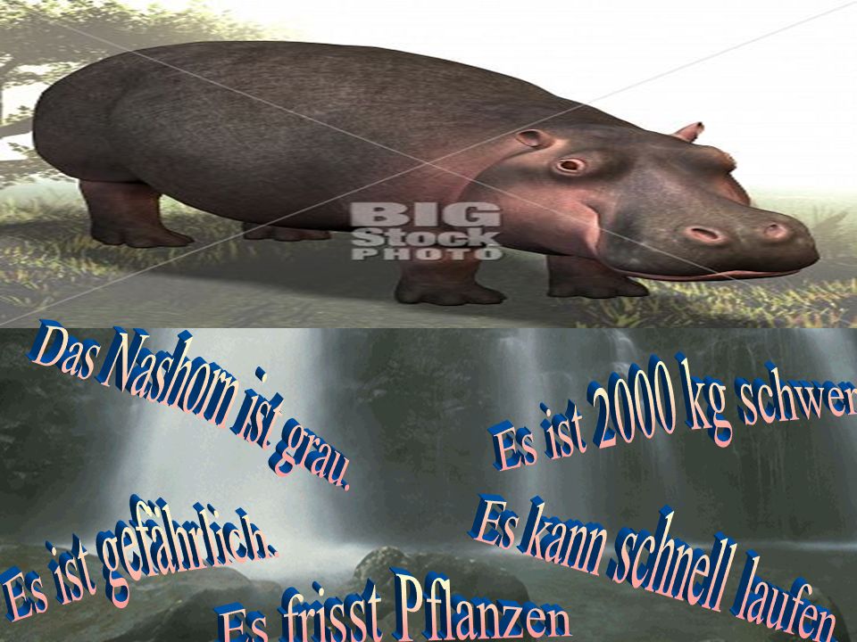Das Nashorn ist grau. Es ist 2000 kg schwer. Es ist gefährlich.