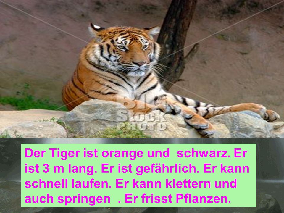 Der Tiger ist orange und schwarz. Er ist 3 m lang. Er ist gefährlich
