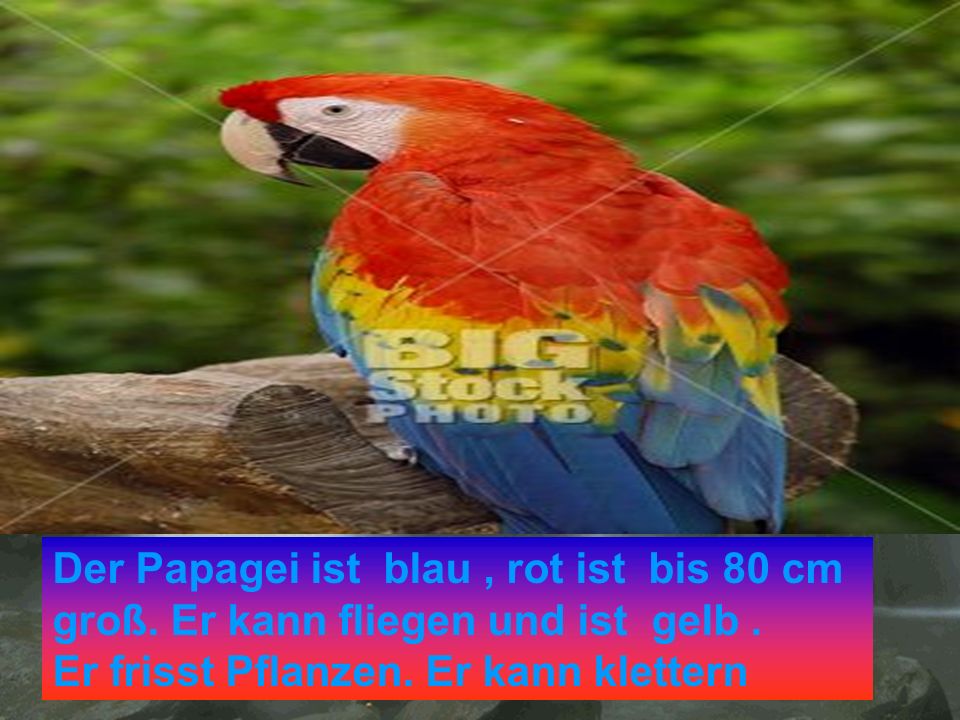 Der Papagei ist blau , rot ist bis 80 cm groß