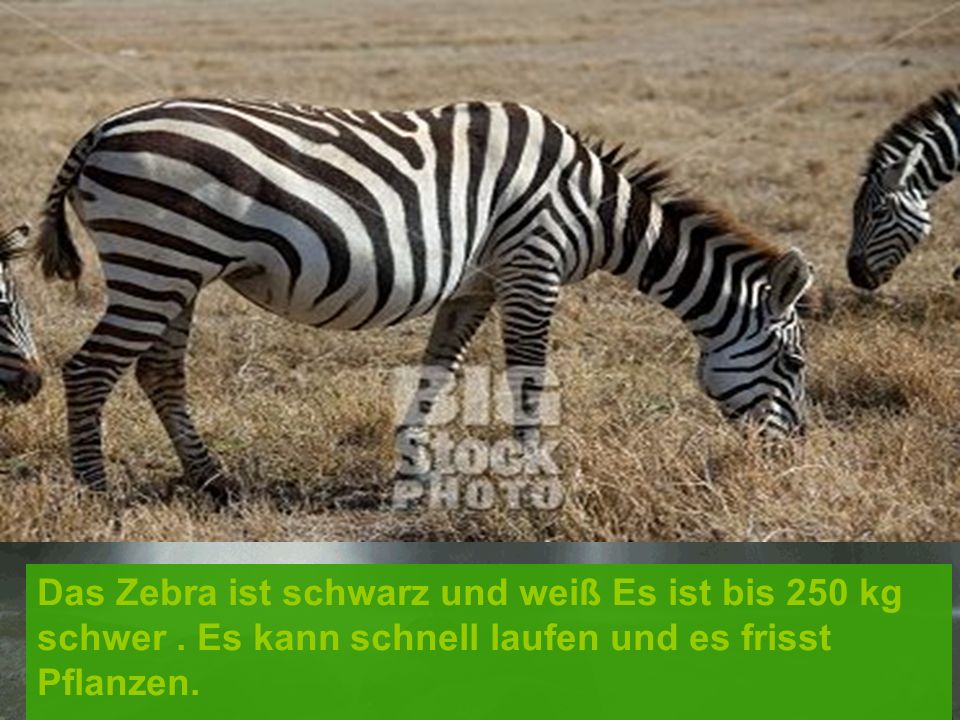 Das Zebra ist schwarz und weiß Es ist bis 250 kg schwer