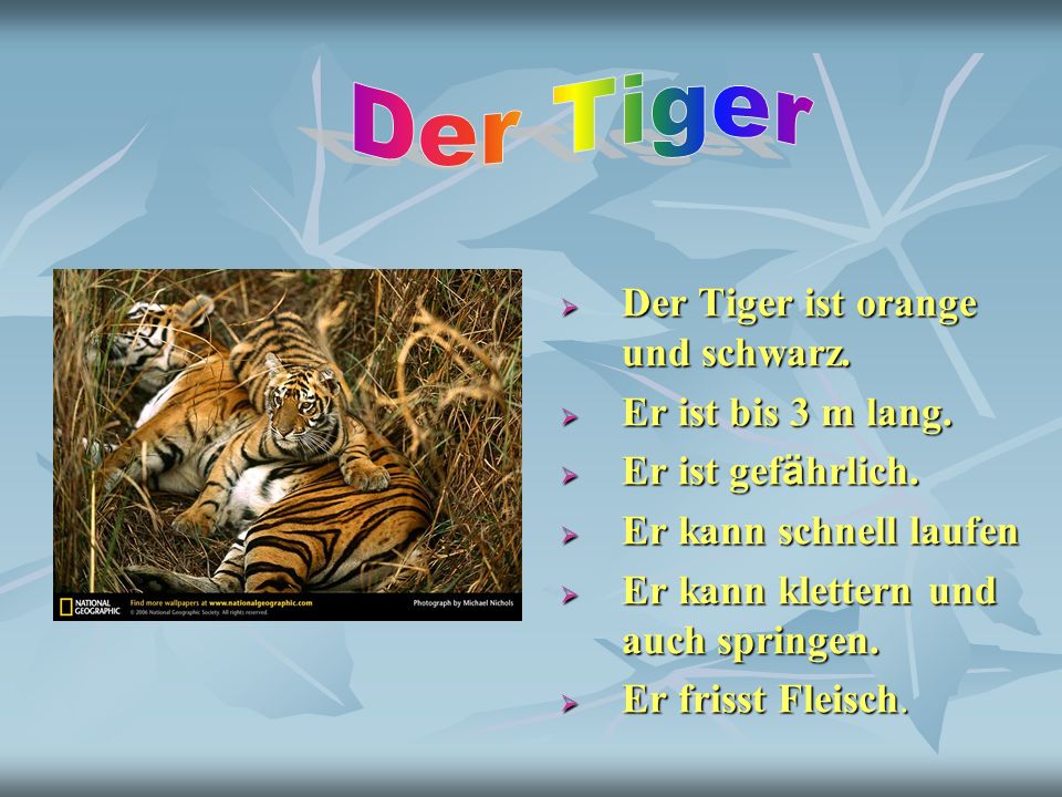 Der Tiger Der Tiger ist orange und schwarz. Er ist bis 3 m lang.