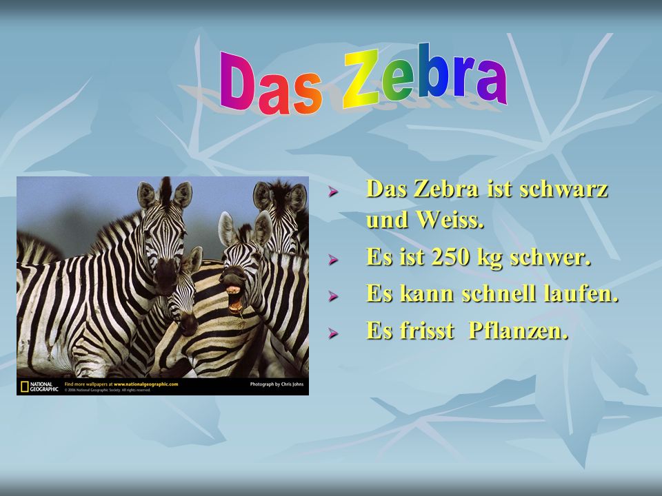 Das Zebra Das Zebra ist schwarz und Weiss. Es ist 250 kg schwer.