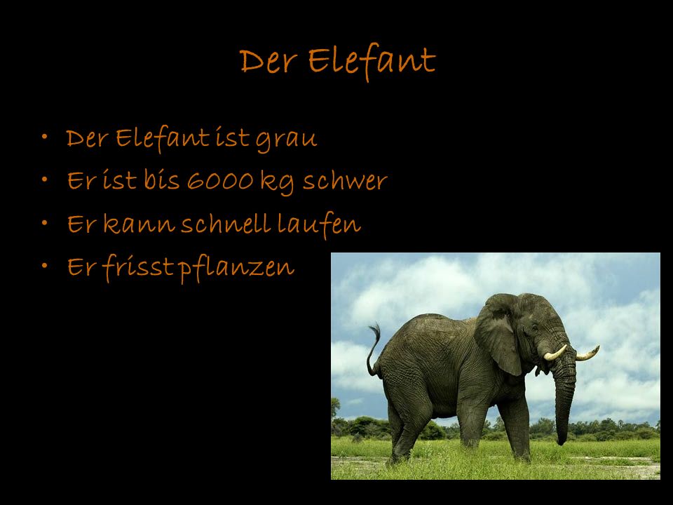 Der Elefant Der Elefant ist grau Er ist bis 6000 kg schwer