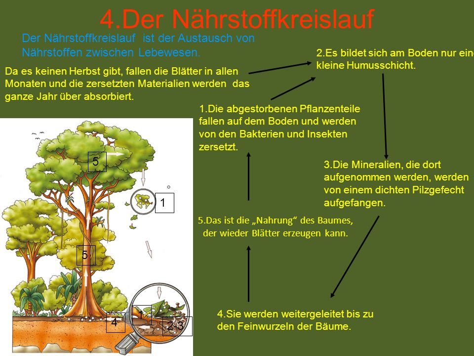 5.Das ist die „Nahrung des Baumes, der wieder Blätter erzeugen kann.
