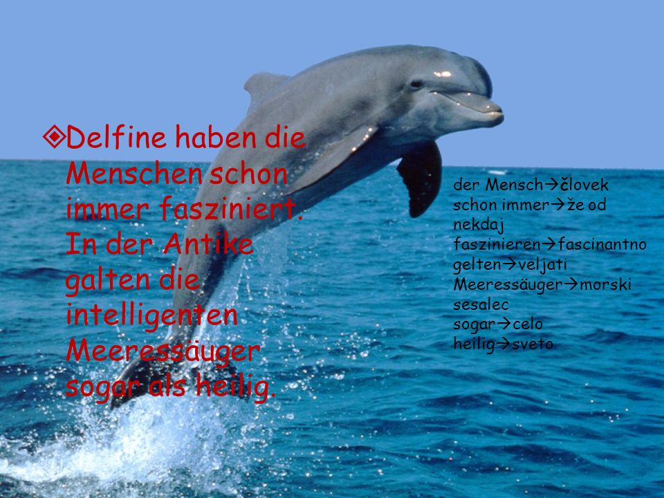 Delfine haben die Menschen schon immer fasziniert
