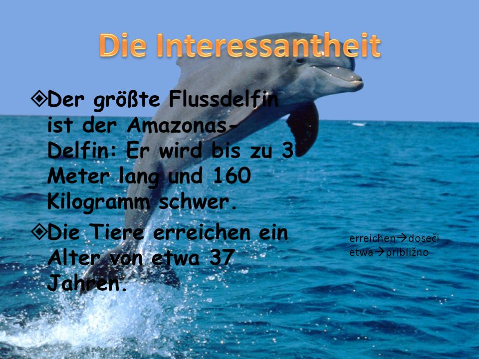 Die Interessantheit Der größte Flussdelfin ist der Amazonas-Delfin: Er wird bis zu 3 Meter lang und 160 Kilogramm schwer.