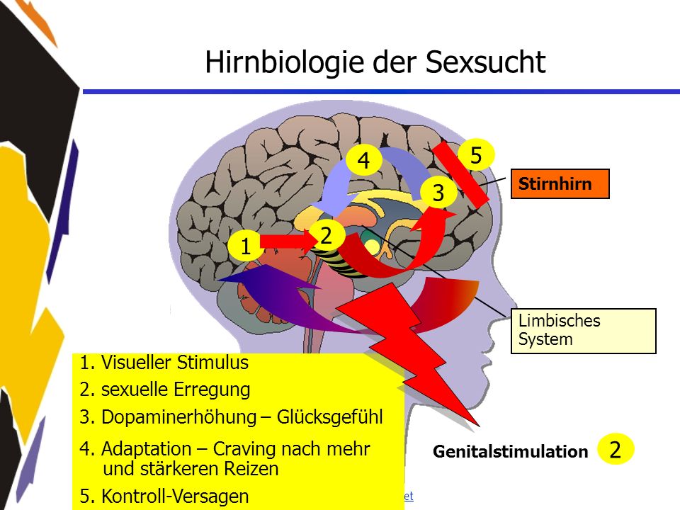 Hirnbiologie der Sexsucht