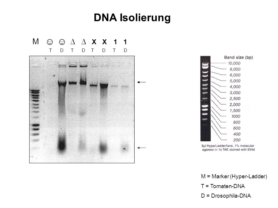 DNA Isolierung M ☺ ☺ ∆ ∆ X X 1 1 M = Marker (Hyper-Ladder)