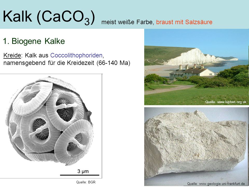 Kalk (CaCO3) 1. Biogene Kalke meist weiße Farbe, braust mit Salzsäure