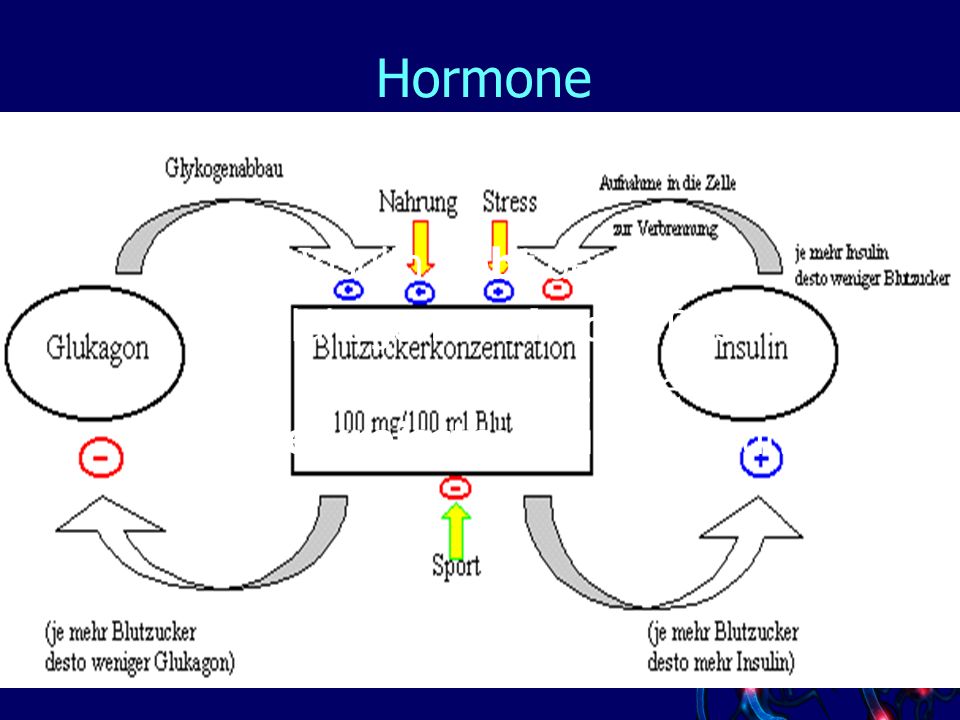 Hormone Wirkung von Insulin und Glukagon Insulin hebt den BZS