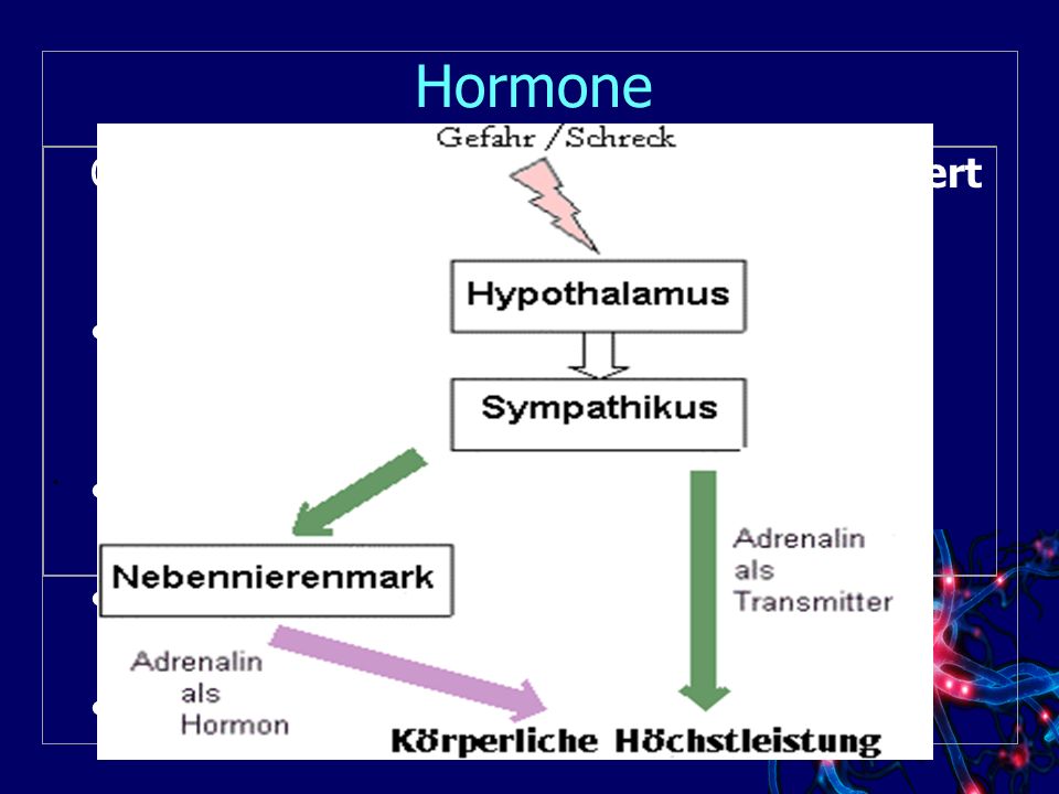 Hormone Organsysteme, die in Stresssituationen aktiviert werden :
