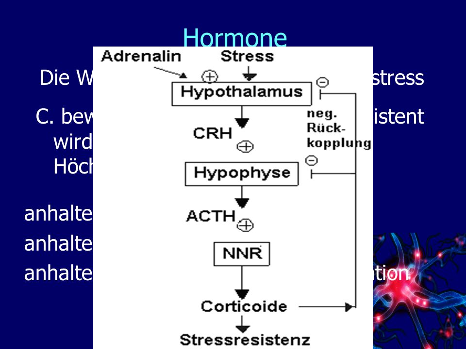 Hormone Die Wirkung des Cortisols - Langzeitstress