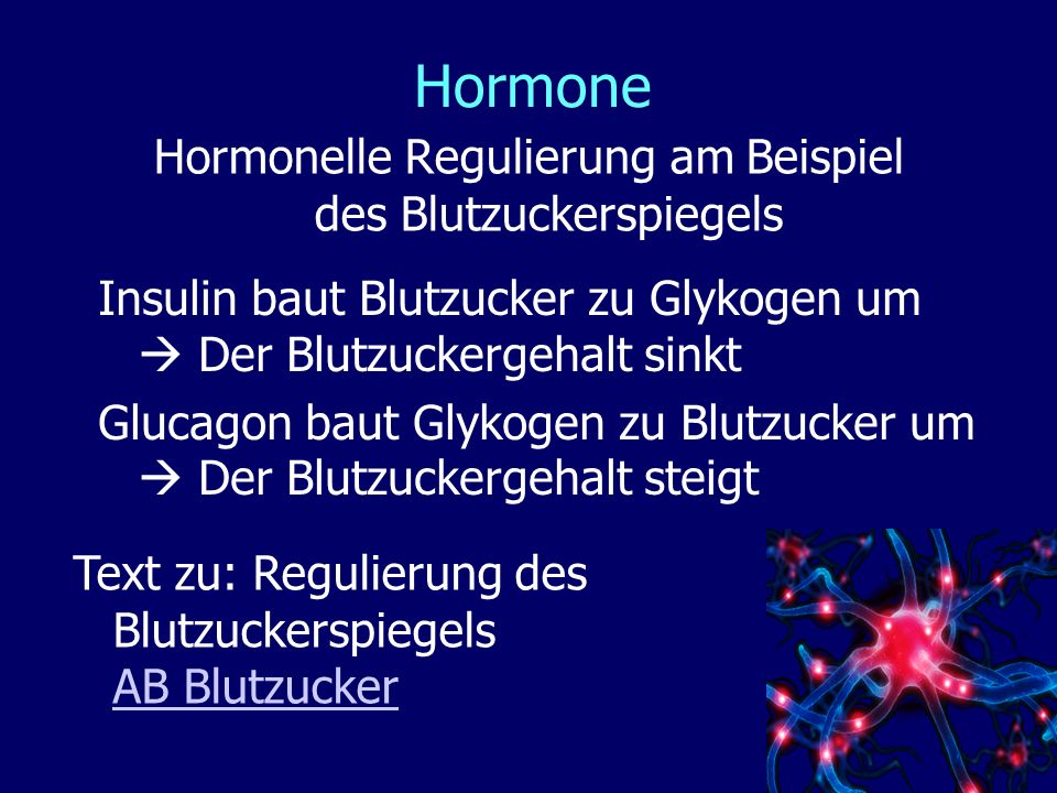 Hormonelle Regulierung am Beispiel des Blutzuckerspiegels