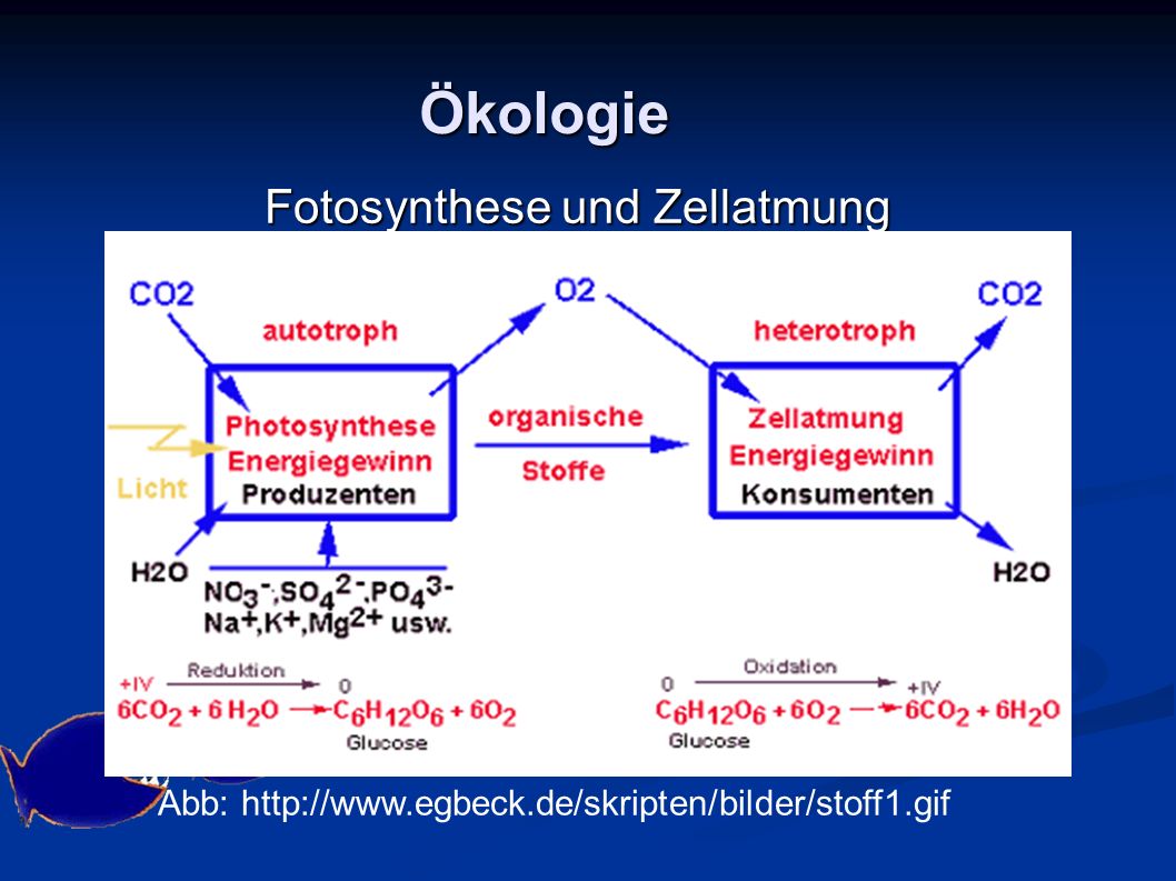 Fotosynthese und Zellatmung