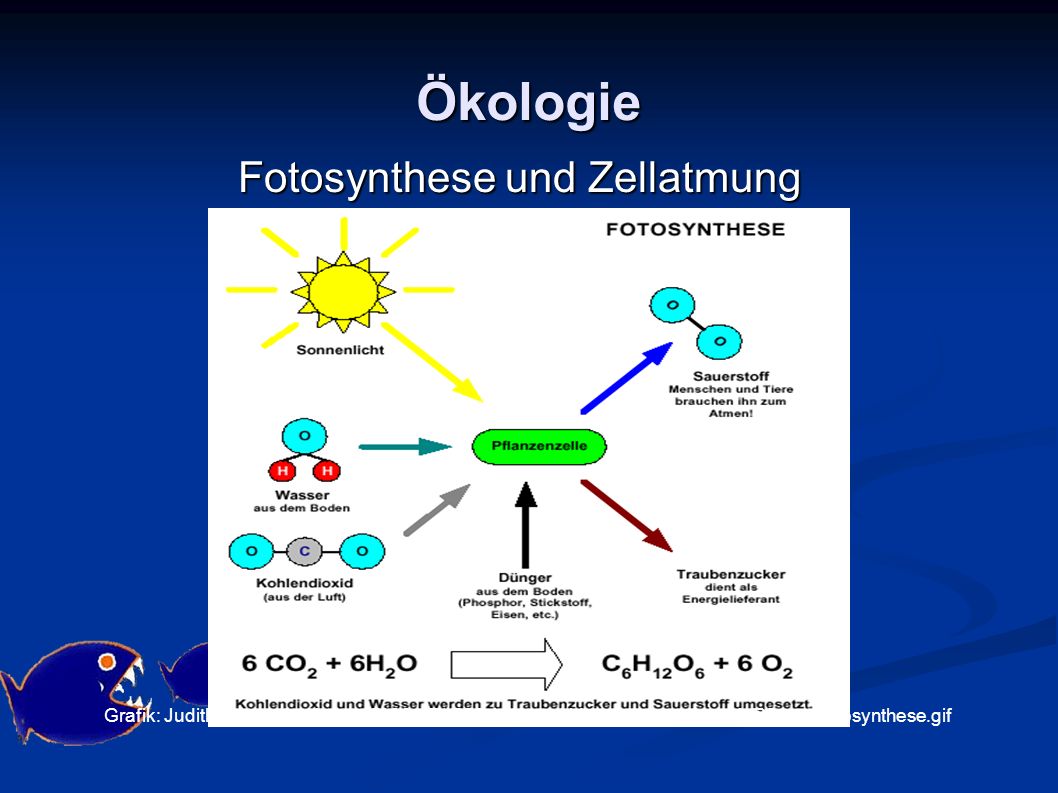 Fotosynthese und Zellatmung