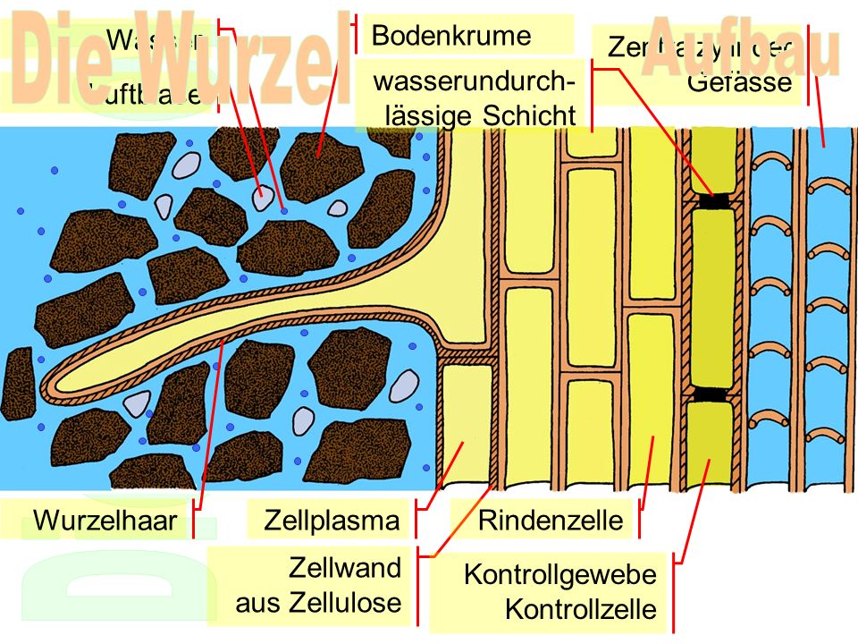 Die Wurzel Aufbau Wasser Bodenkrume Zentralzylinder Gefässe