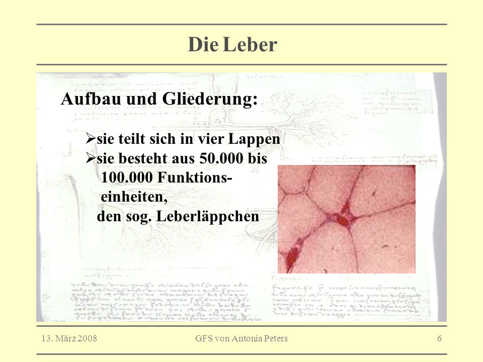 Die Leber Aufbau und Gliederung: sie teilt sich in vier Lappen