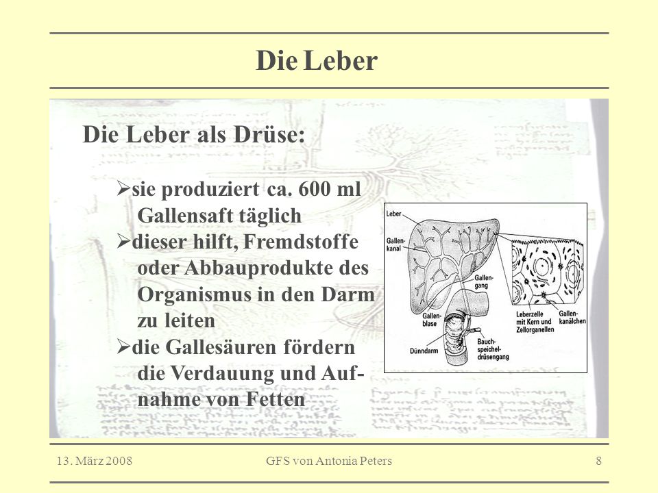 Die Leber Die Leber als Drüse: sie produziert ca. 600 ml