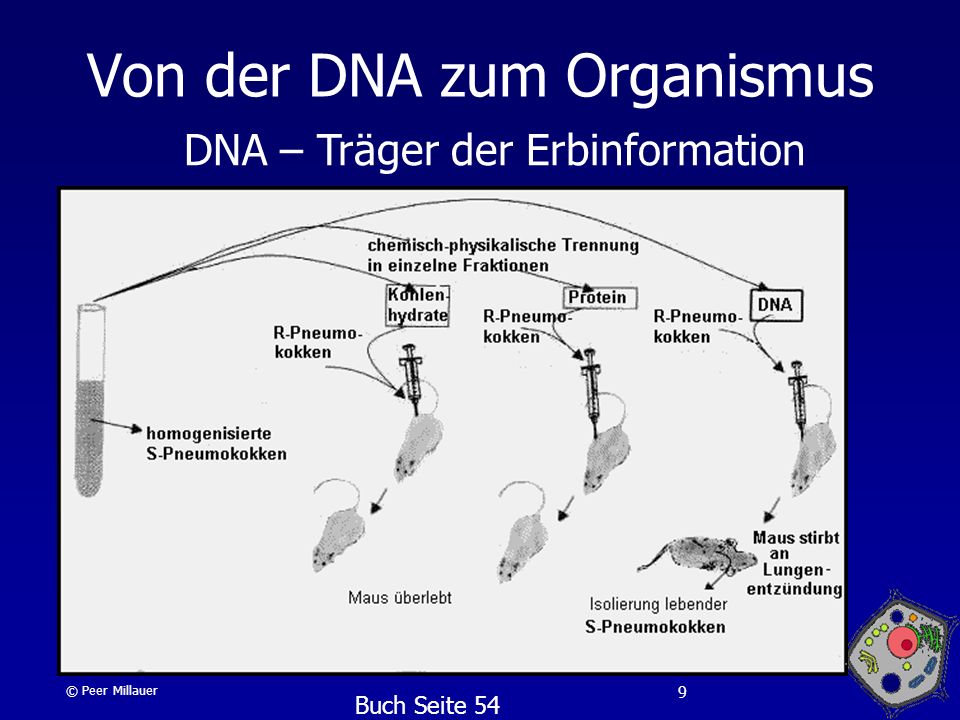 Von der DNA zum Organismus