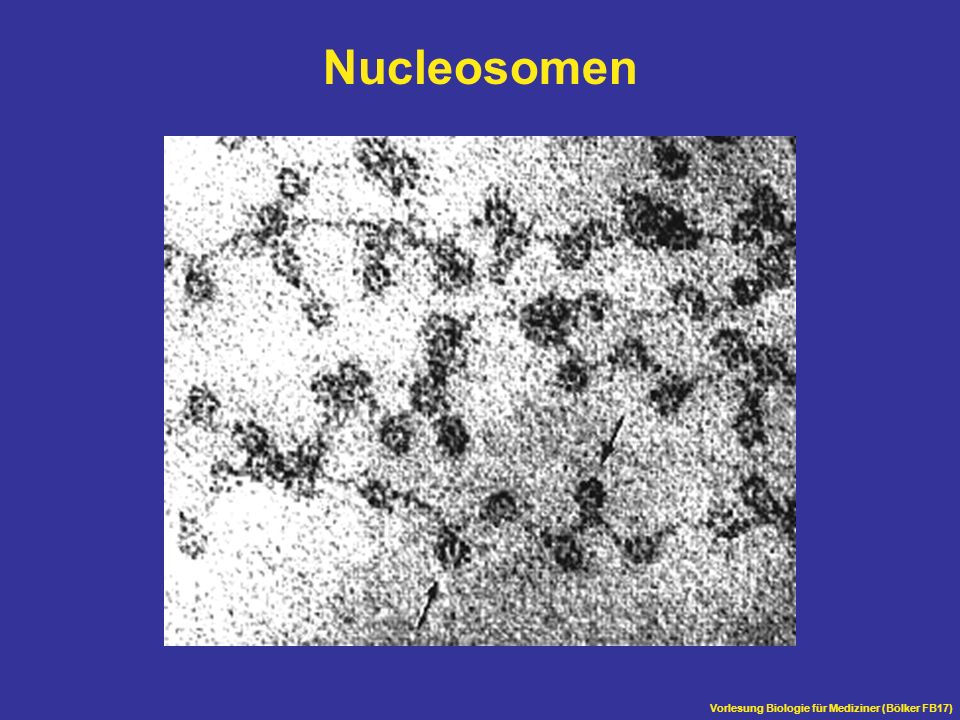 Nucleosomen Übersicht Vorlesung Biologie für Mediziner (Bölker FB17)