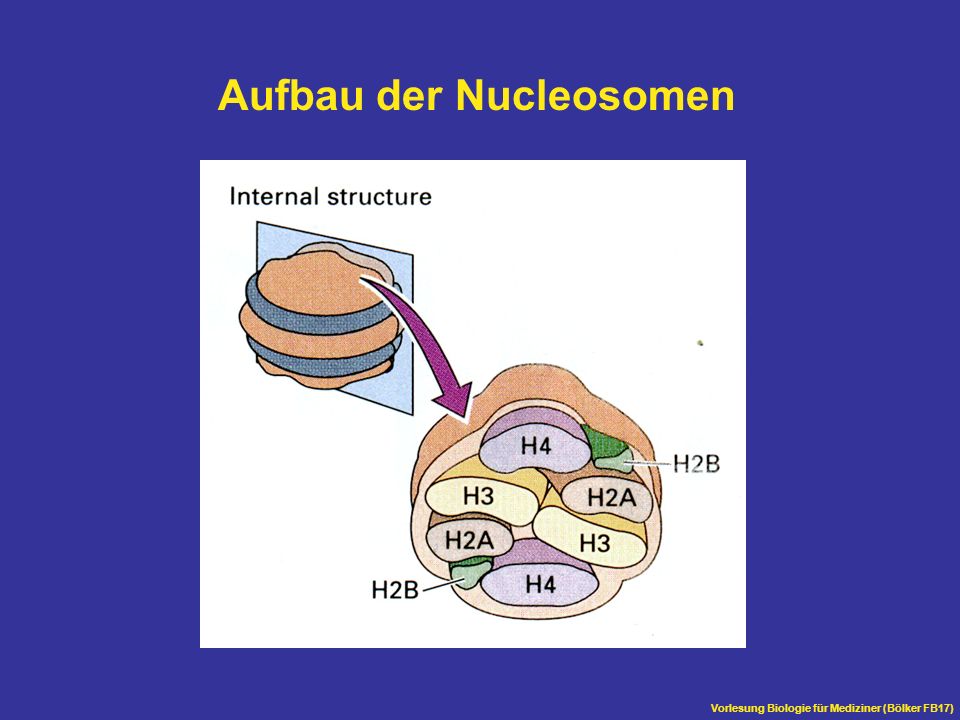 Aufbau der Nucleosomen