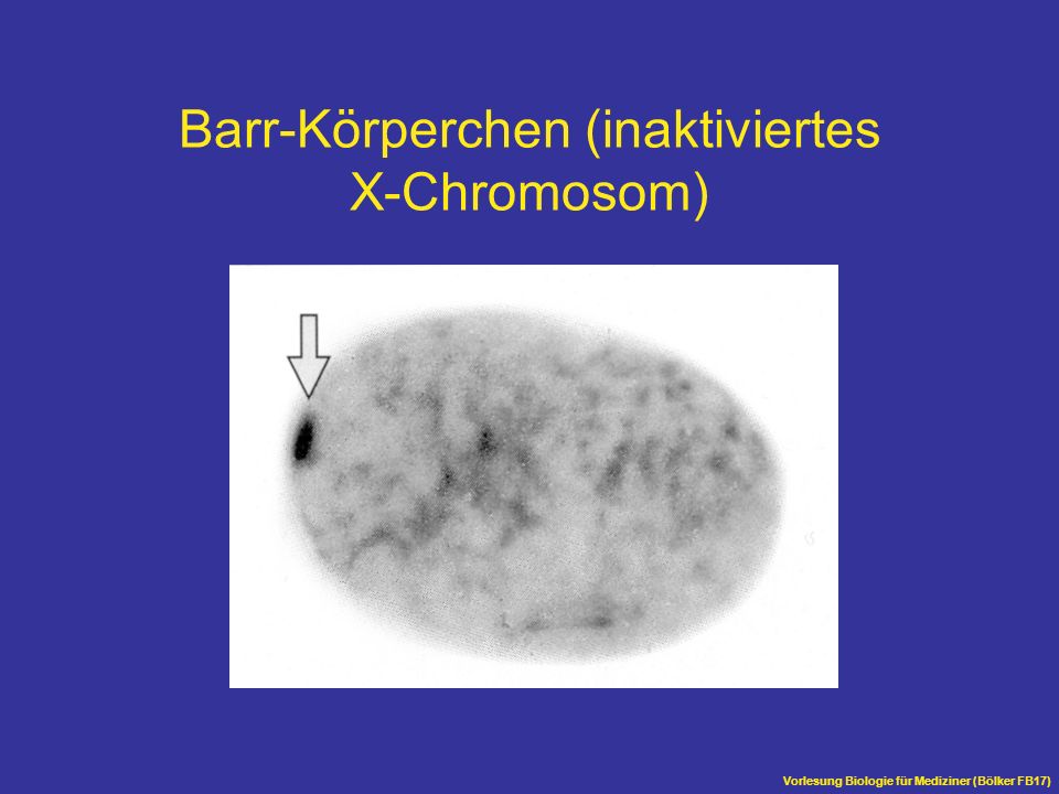 Barr-Körperchen (inaktiviertes X-Chromosom)