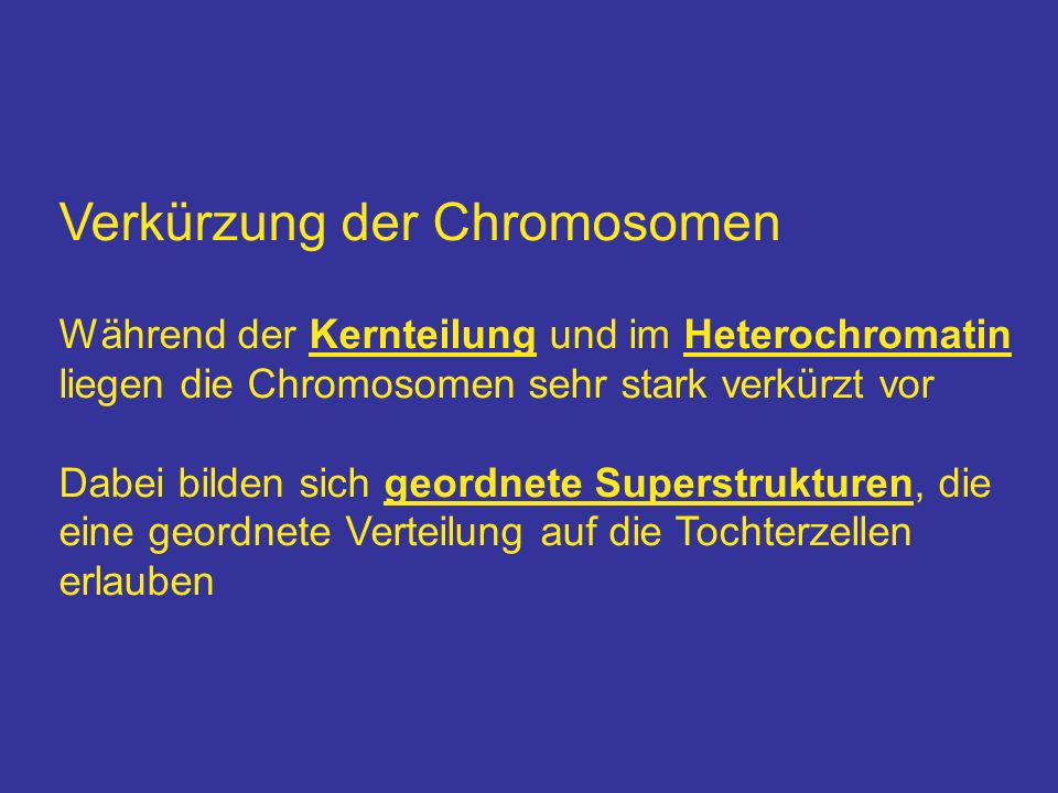 Verkürzung der Chromosomen