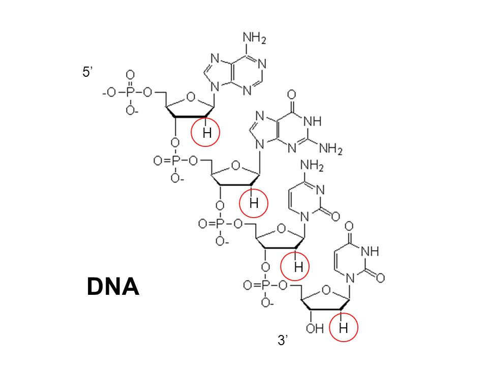 5’ DNA H 3’