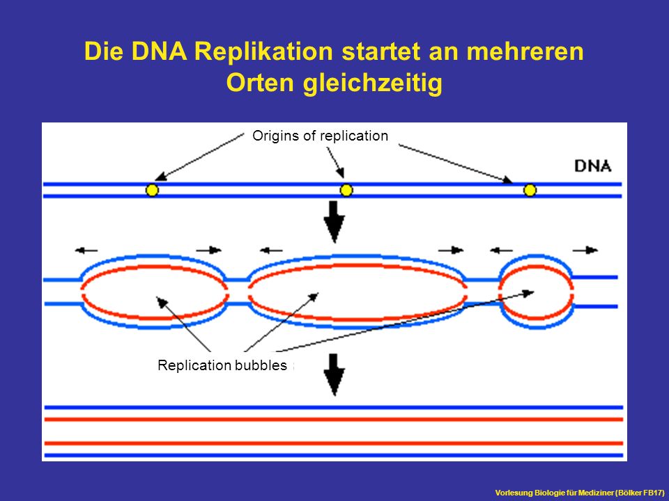 Die DNA Replikation startet an mehreren