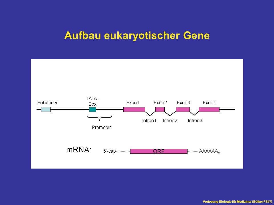 Aufbau eukaryotischer Gene