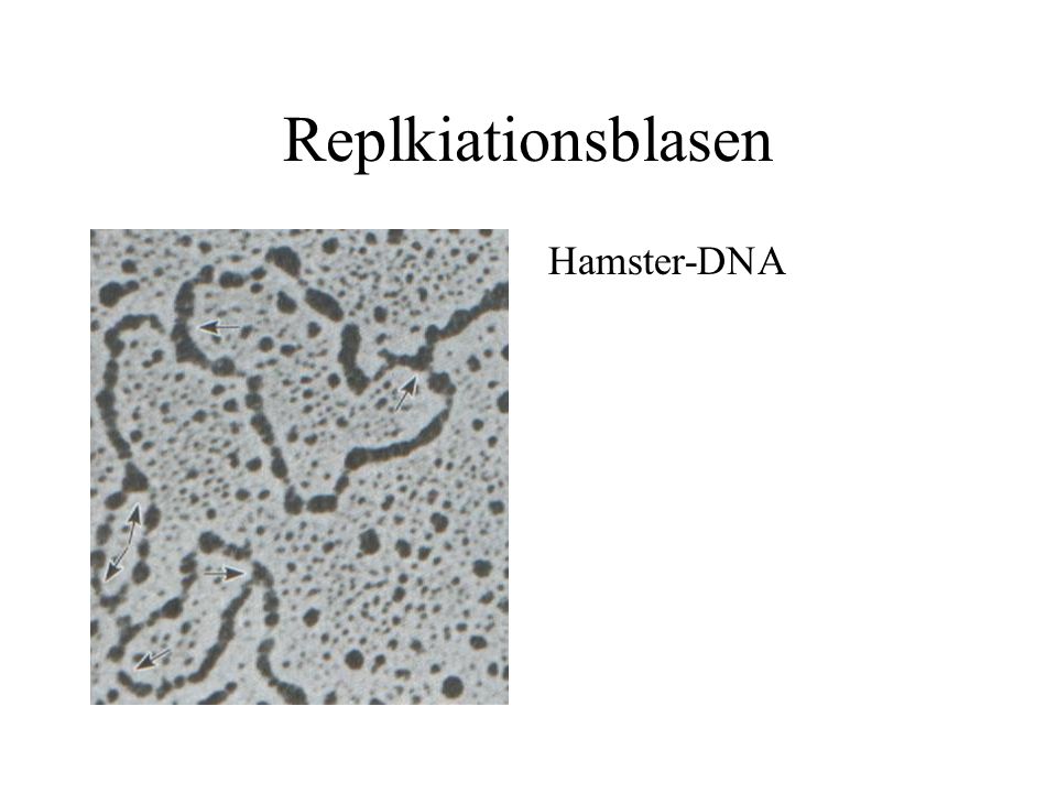 Replkiationsblasen Hamster-DNA