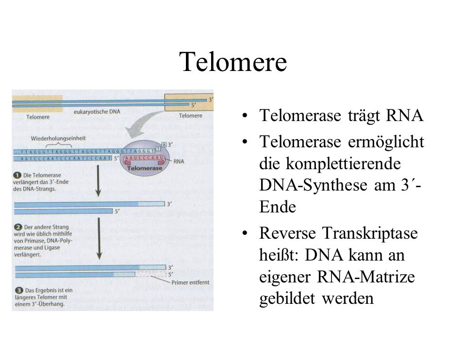 Telomere Telomerase trägt RNA