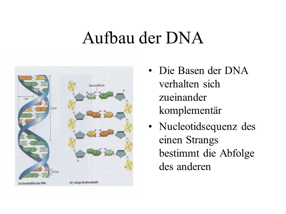 Aufbau der DNA Die Basen der DNA verhalten sich zueinander komplementär.
