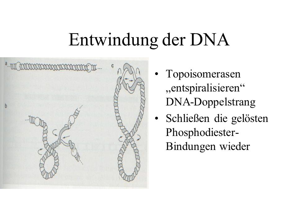 Entwindung der DNA Topoisomerasen „entspiralisieren DNA-Doppelstrang