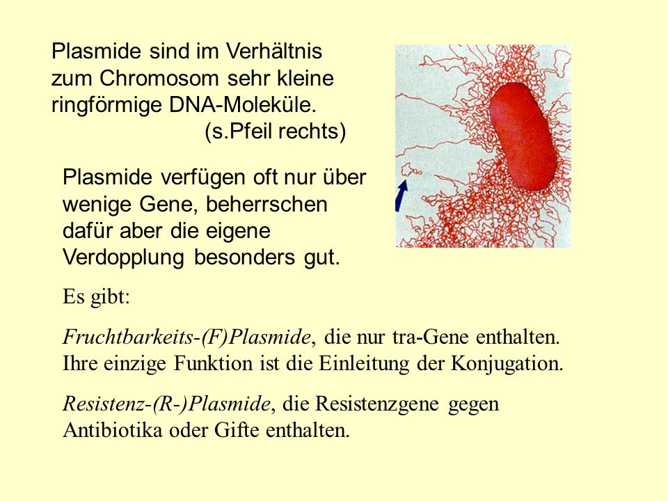 Plasmide sind im Verhältnis zum Chromosom sehr kleine ringförmige DNA-Moleküle. (s.Pfeil rechts)