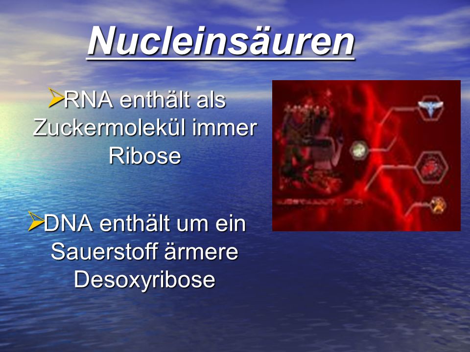 Nucleinsäuren RNA enthält als Zuckermolekül immer Ribose