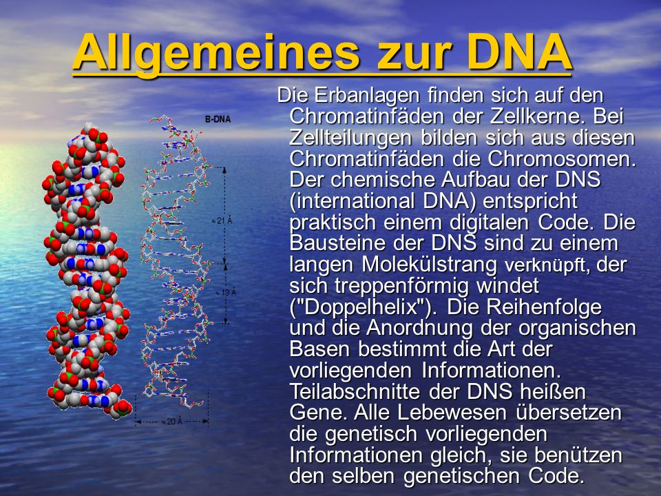 Allgemeines zur DNA