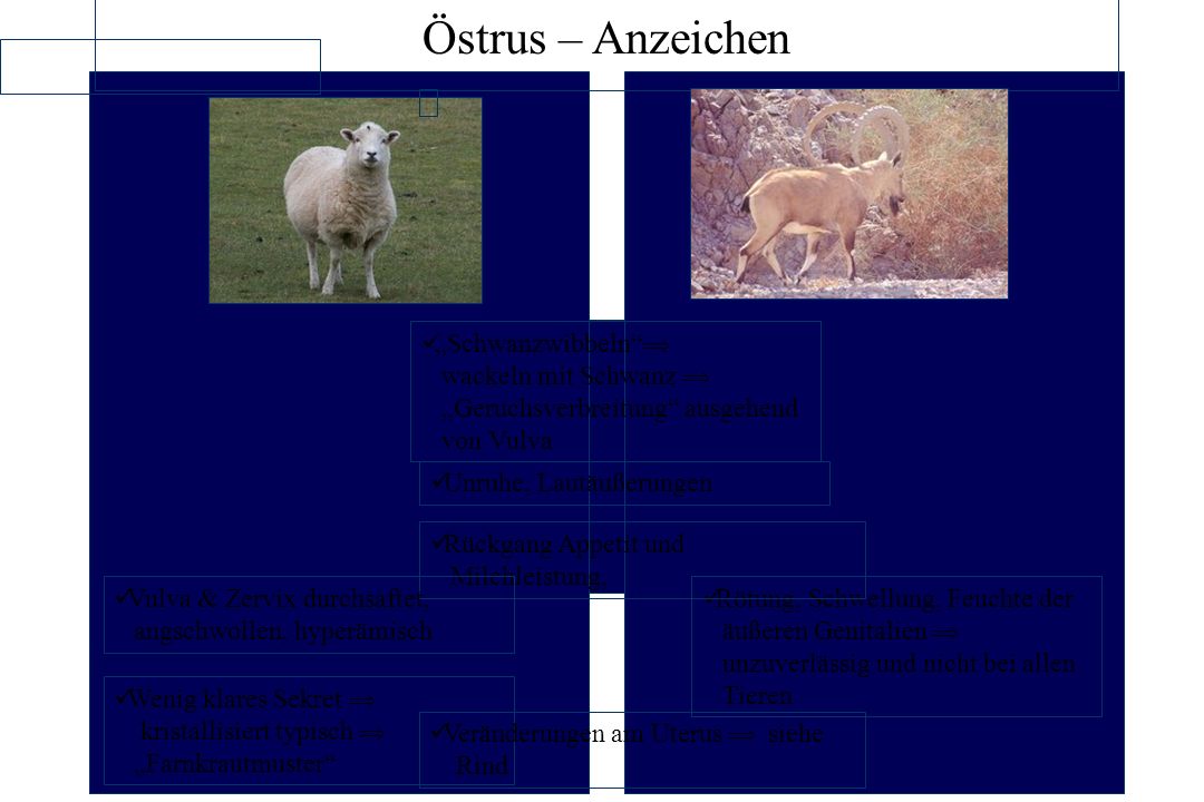 Östrus – Anzeichen „Schwanzwibbeln  wackeln mit Schwanz  „Geruchsverbreitung ausgehend von Vulva.