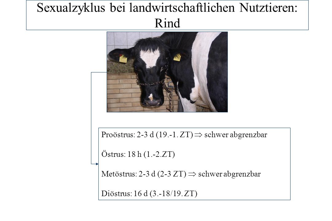 Sexualzyklus bei landwirtschaftlichen Nutztieren: Rind