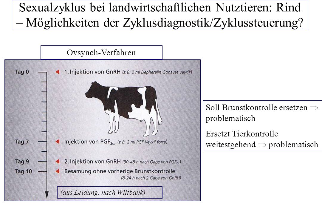 Sexualzyklus bei landwirtschaftlichen Nutztieren: Rind – Möglichkeiten der Zyklusdiagnostik/Zyklussteuerung