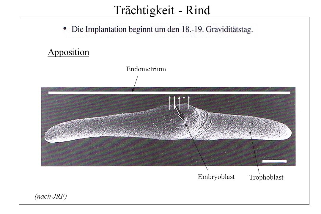 Trächtigkeit - Rind Apposition Endometrium Embryoblast Trophoblast