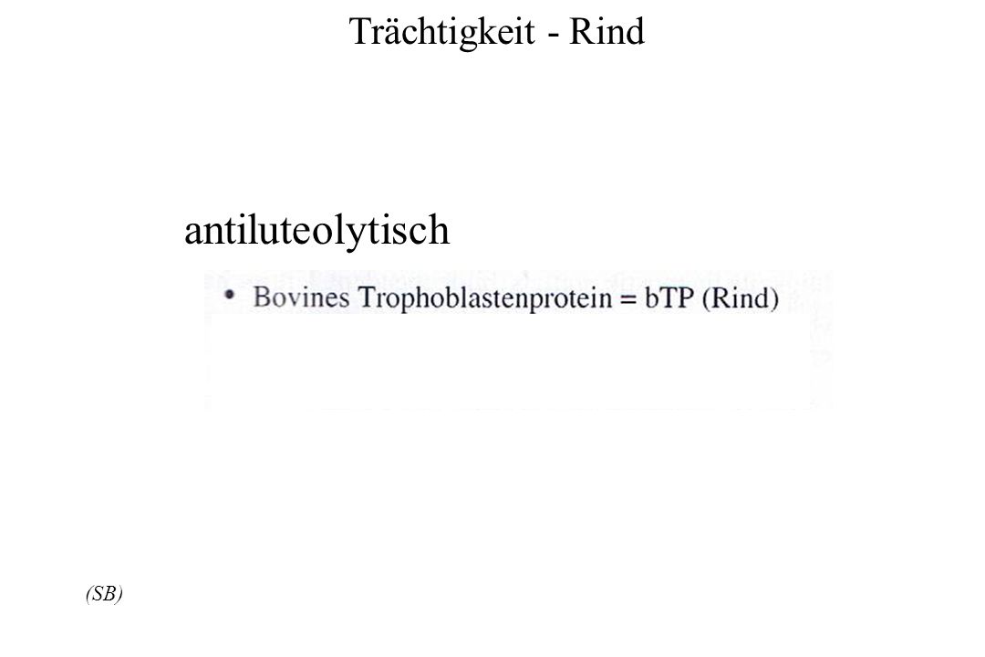 Trächtigkeit - Rind antiluteolytisch (SB)