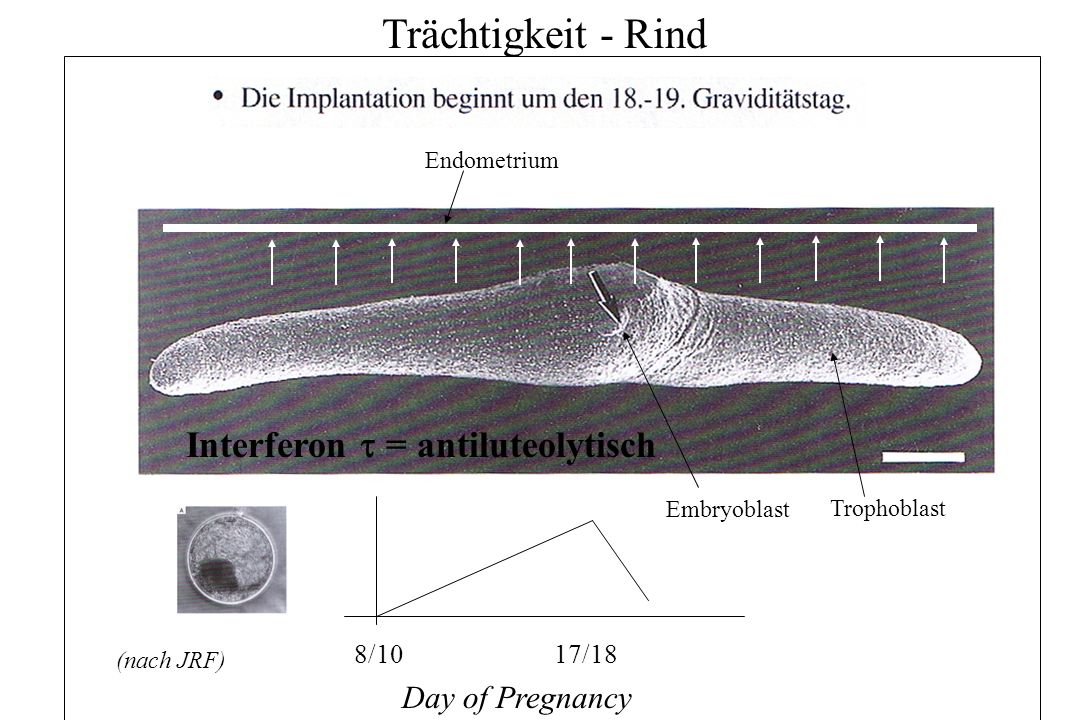 Trächtigkeit - Rind Interferon  = antiluteolytisch Day of Pregnancy